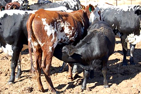 Animal Breeding and Genetics (ABG) Animal Breeding and Genetics (ABG)