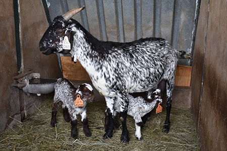 NCSpeckledGoat.jpg