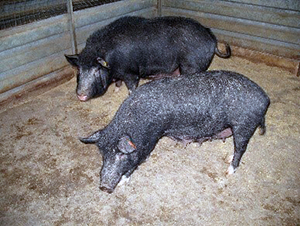 WindsnyerPigs.jpg