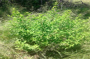 lemon bush.jpg