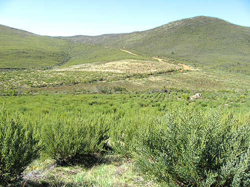 HONEYBUSH PLANTATION-small.jpg