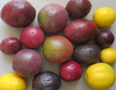 Granadilla1.png
