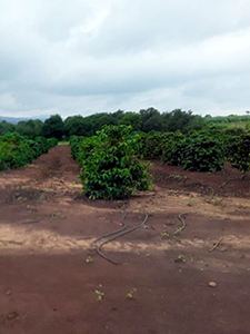Coffee field genebank1sm.jpg