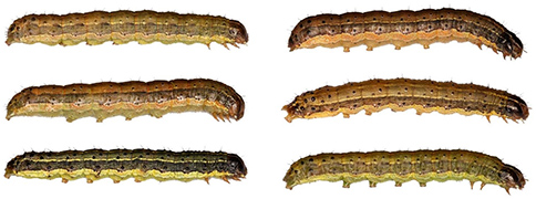 maturelarvae_sideview.jpg