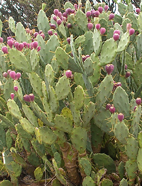 Opuntia stricta with fruit.jpg