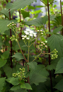 Ageratina flowers.jpg
