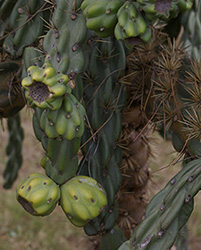 IMGP2585 Cylindropuntia imbricata EC Queenstown to Dordrech.jpg