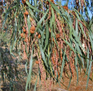 AcaciaSaligna.png