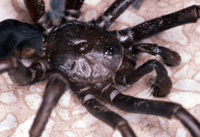 Family Idiopidae: male dorsal view